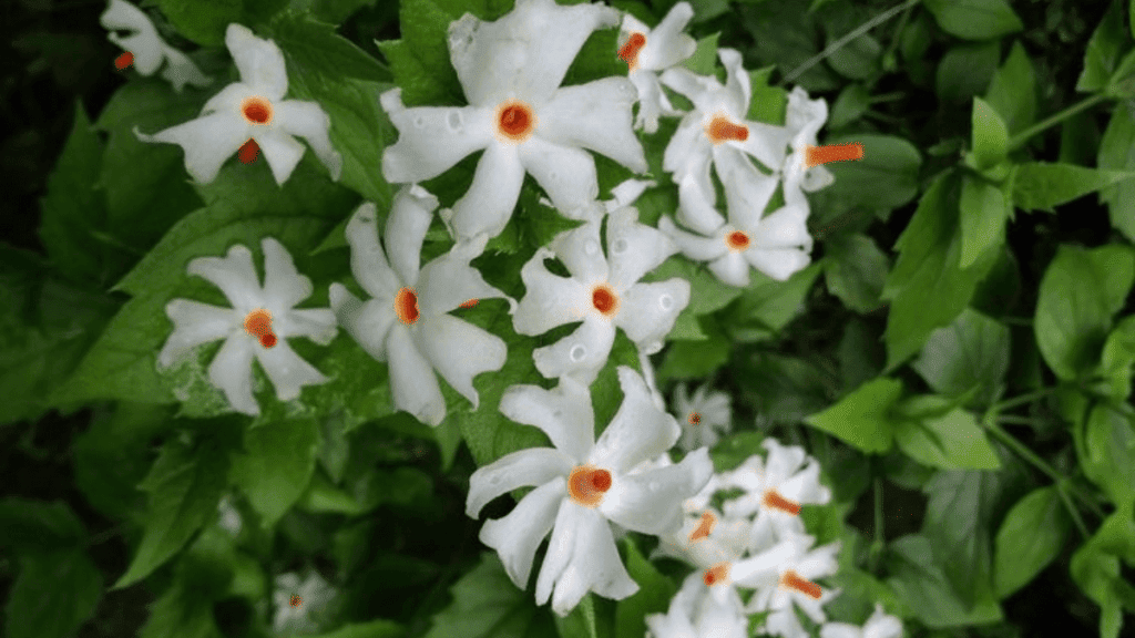हरसिंगार का पौधा(harsingar ka paudha)