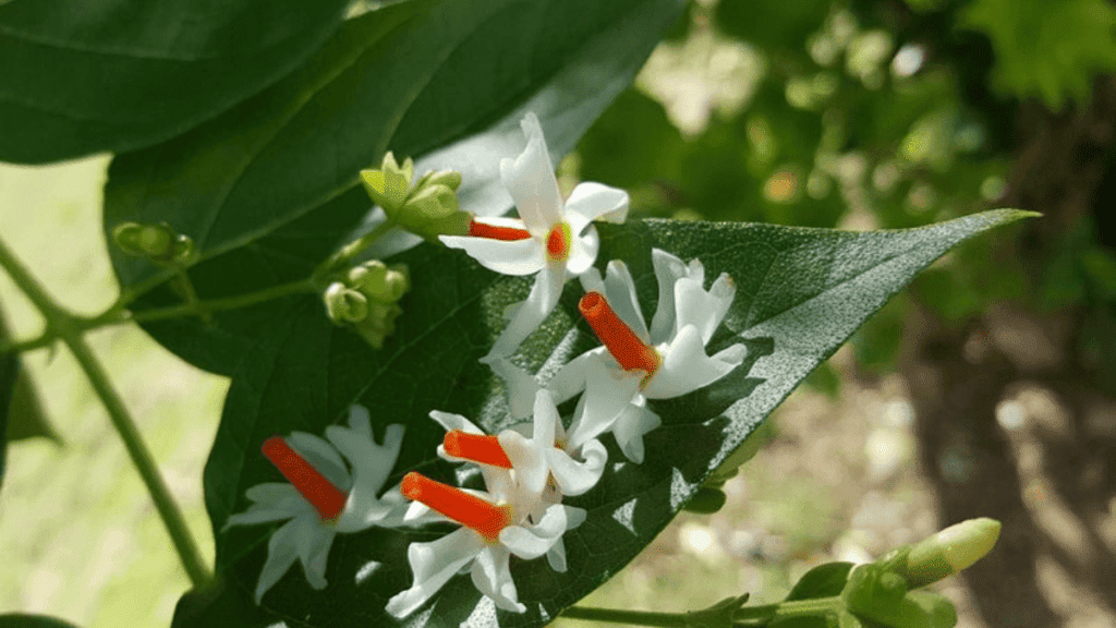हरसिंगार का पौधा(harsingar ka paudha)