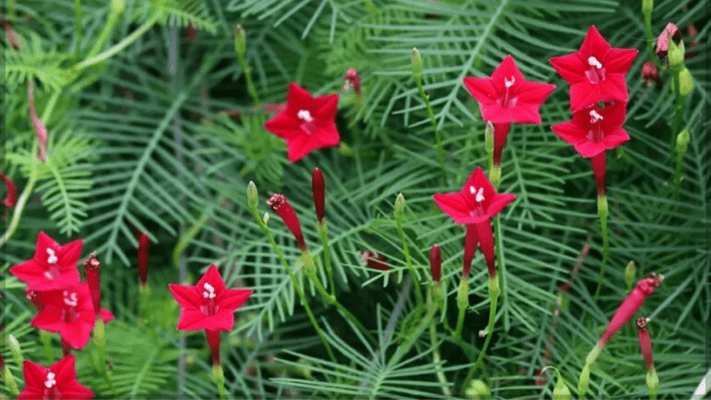 बेल वाले फूल के पौधे