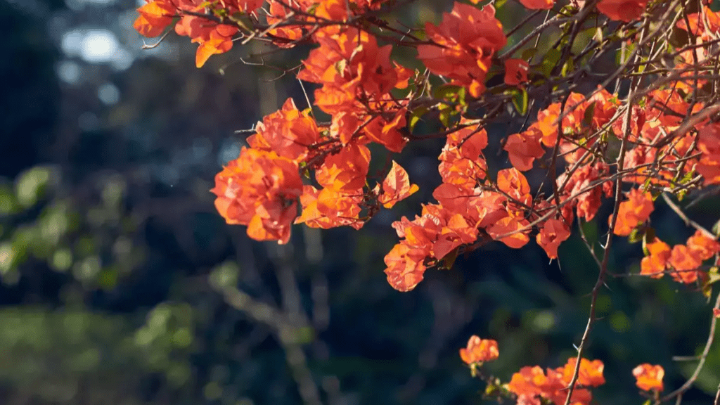 कटिंग से बोगनविलिया कैसे उगाएं