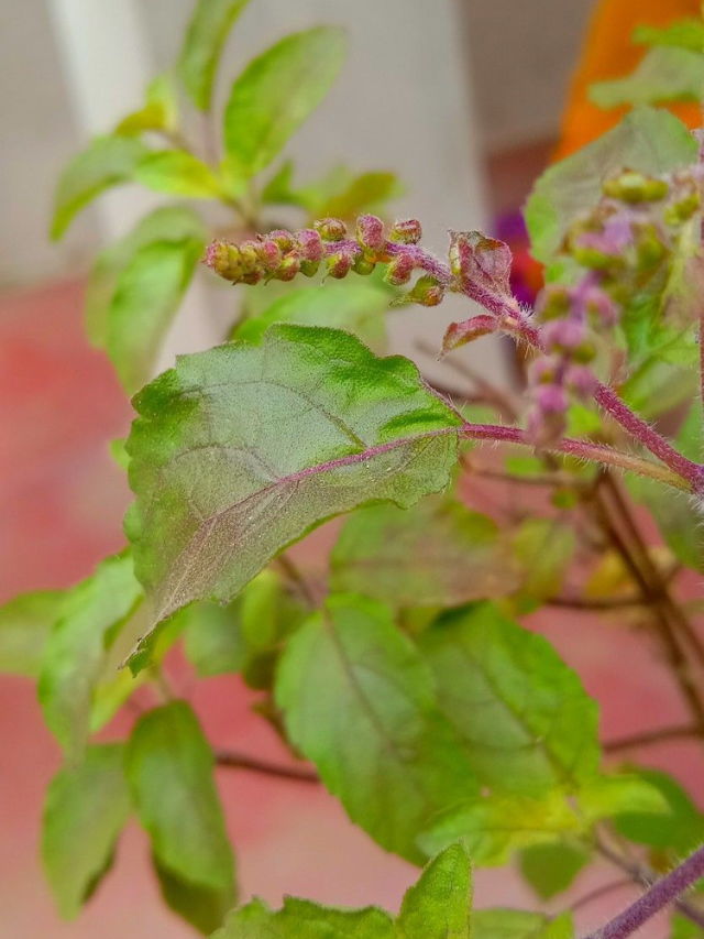 गर्मियों में तुलसी जी के पौधे को सूखने से कैसे बचाएं। Fresh Start Home Gardening