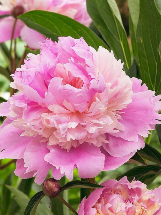 How To Winterize Peonies Keep These Beautiful Plants Safe From Cold ...