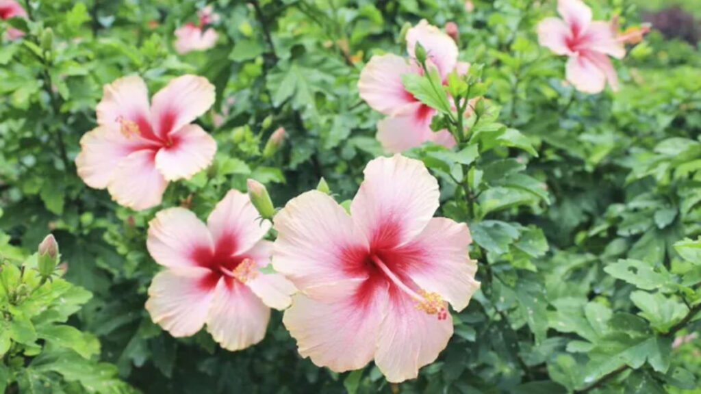 How To Remove Ants From Hibiscus Plant