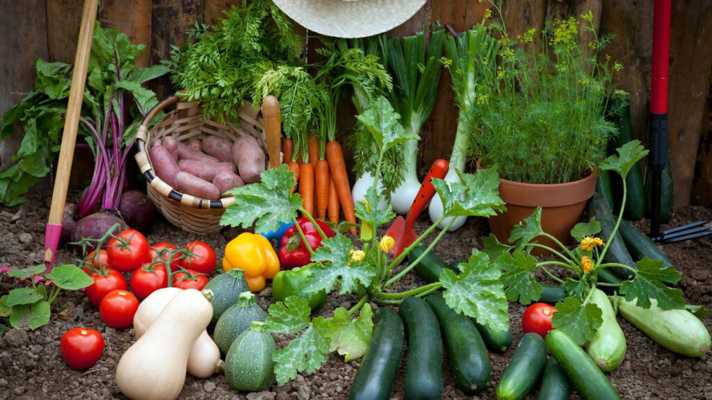 winter vegetable garden caring tips