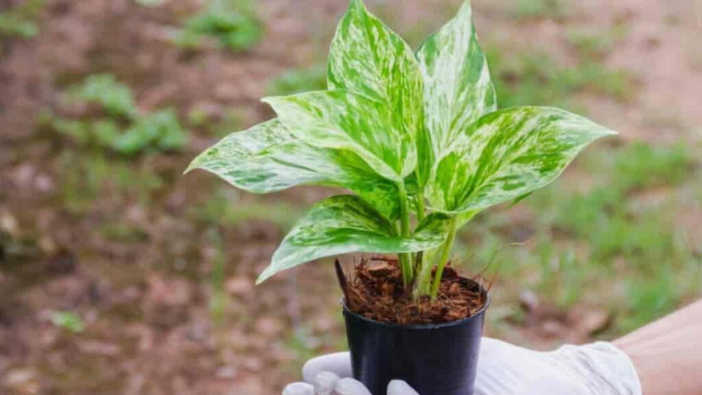 Money Plant Growing Tips