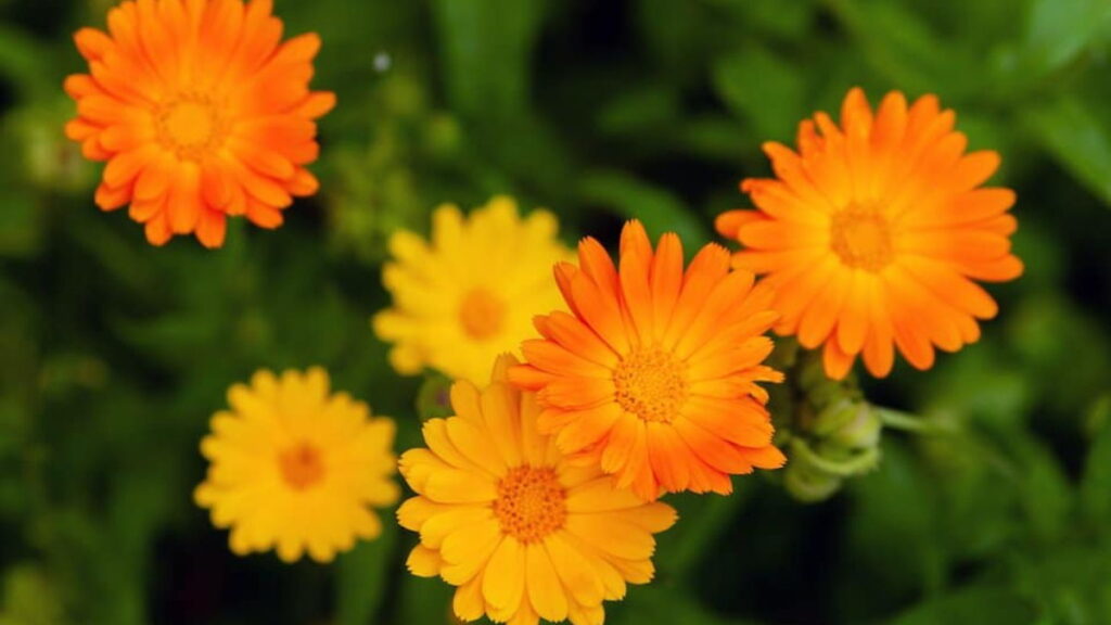 Best Winter Flowering Plants In Hindi