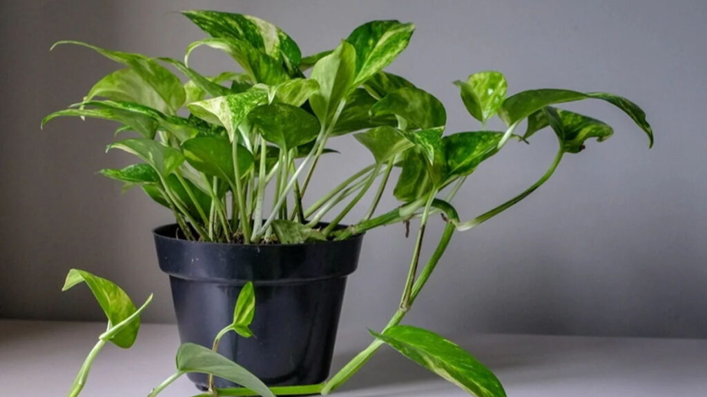 top 10 lucky plants for home in hindi