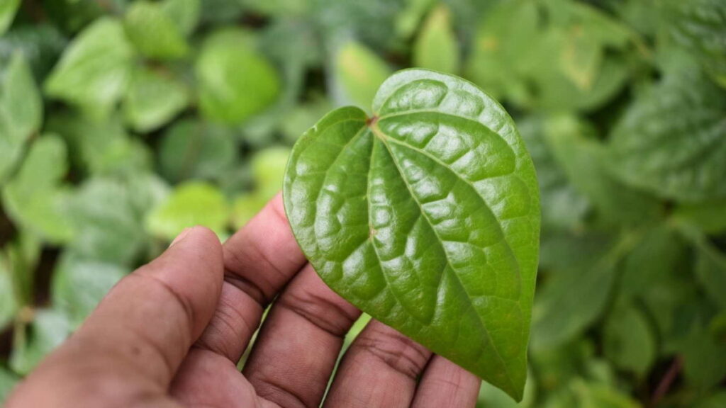 How To Take Care Of Betel Leaf Plant