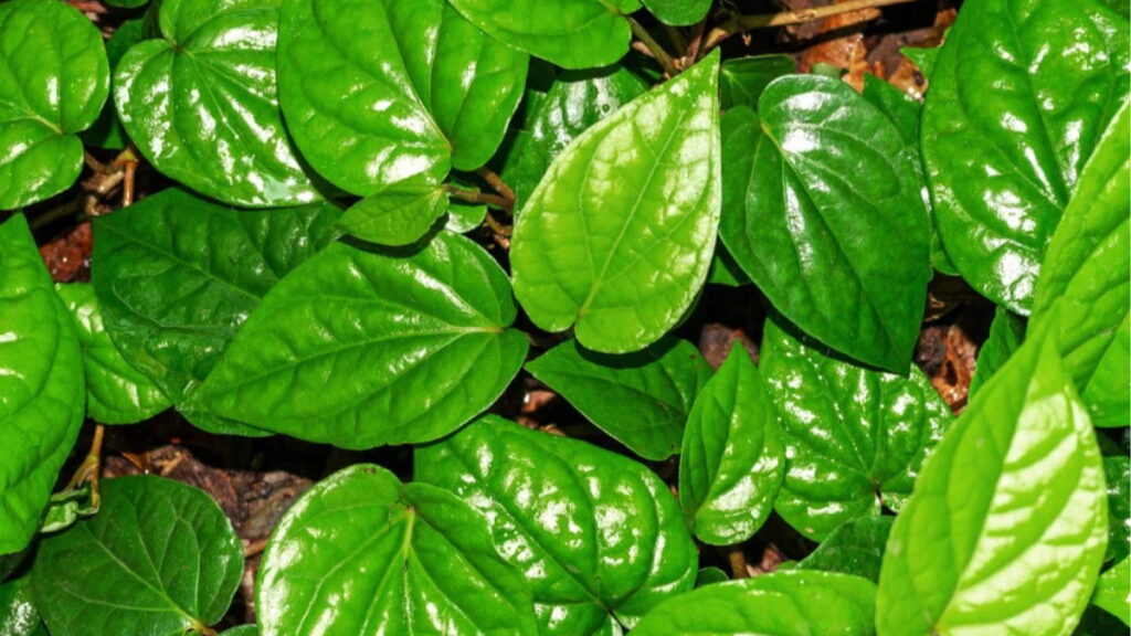 How To Take Care Of Betel Leaf Plant