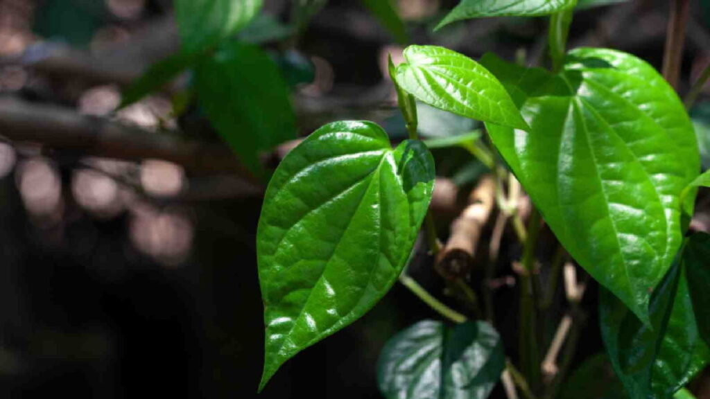 How To Take Care Of Betel Leaf Plant