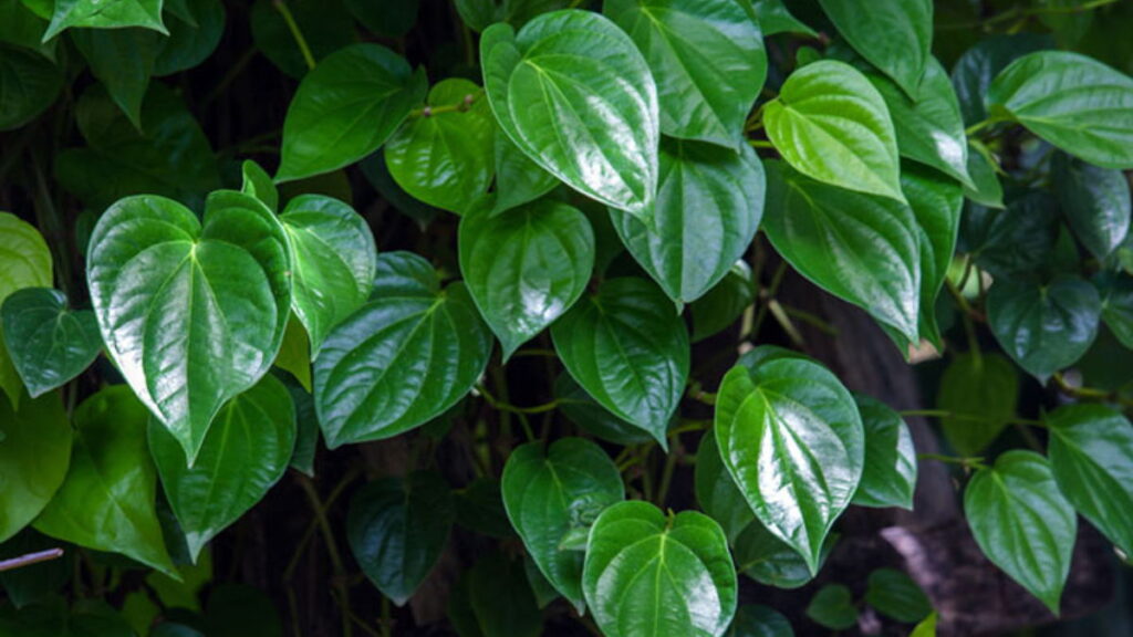 How To Take Care Of Betel Leaf Plant