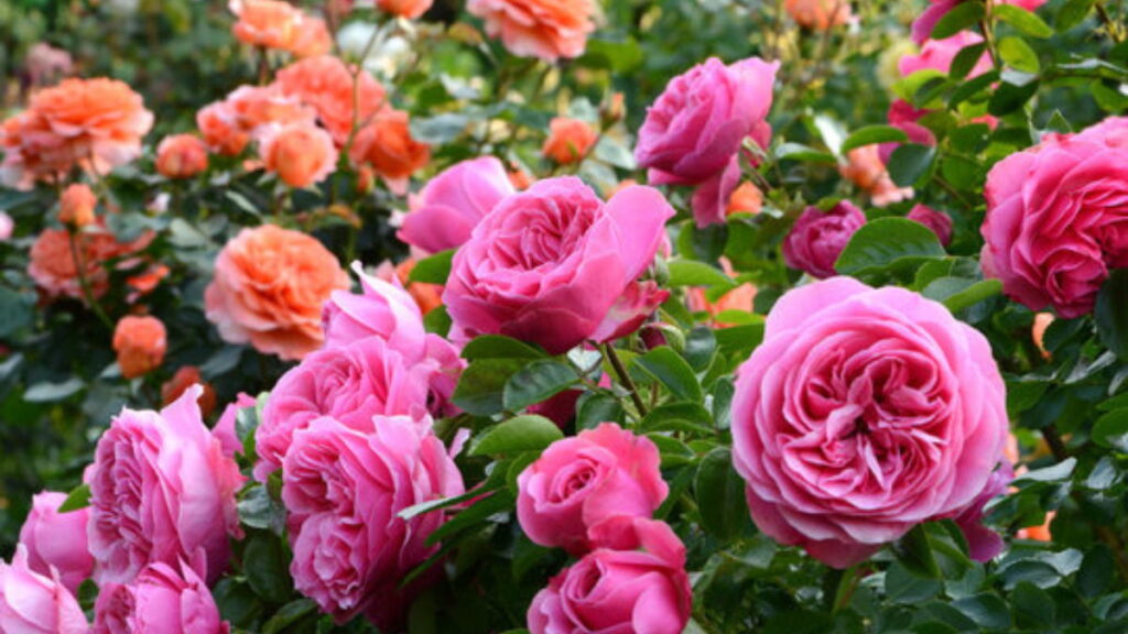 How To Protect Roses In Winter In Hindi