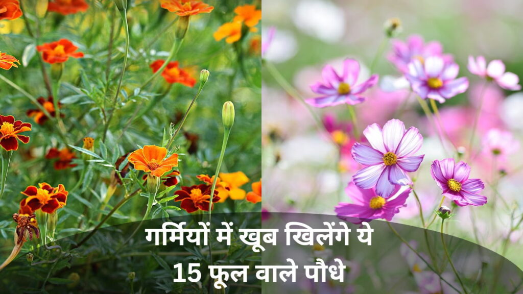 summer flowering plants in india