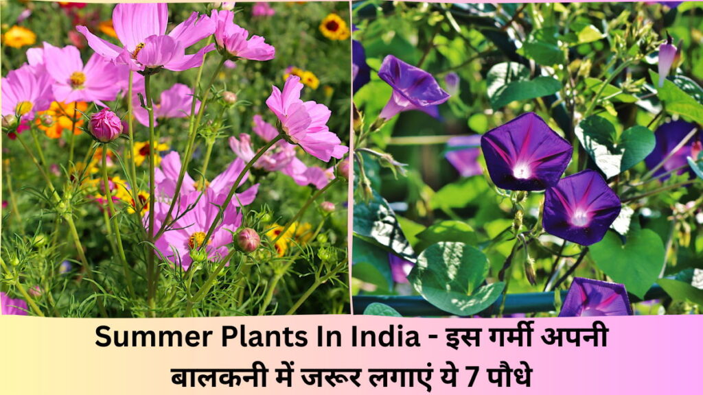 Summer Plants In India