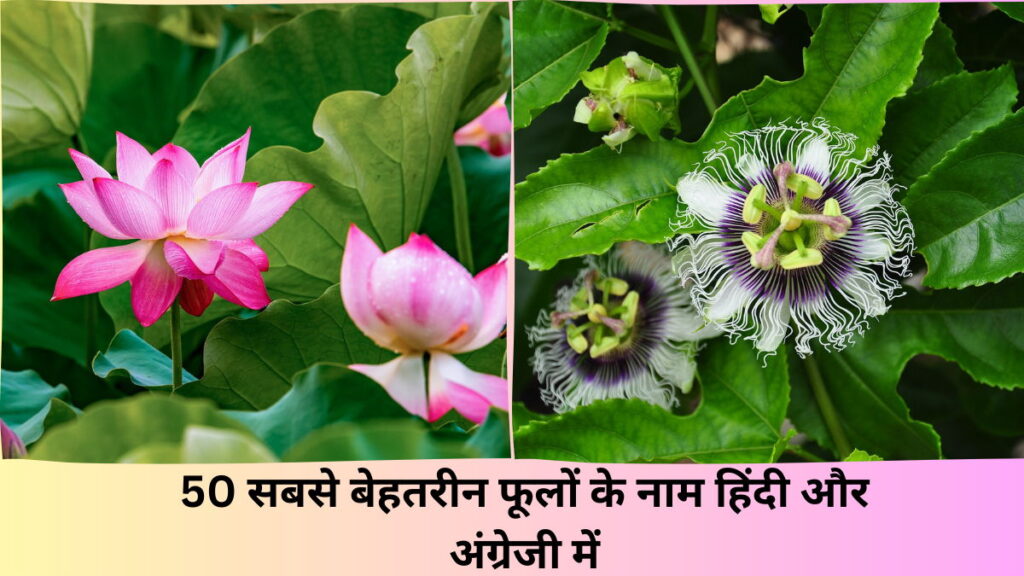 Flowers Names In Hindi