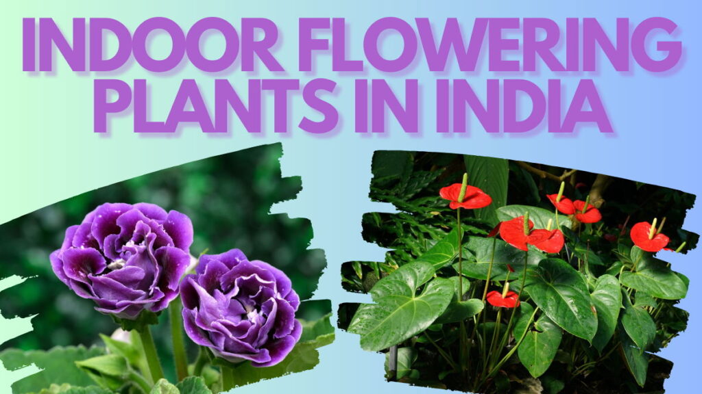 Indoor Flowering Plants In India