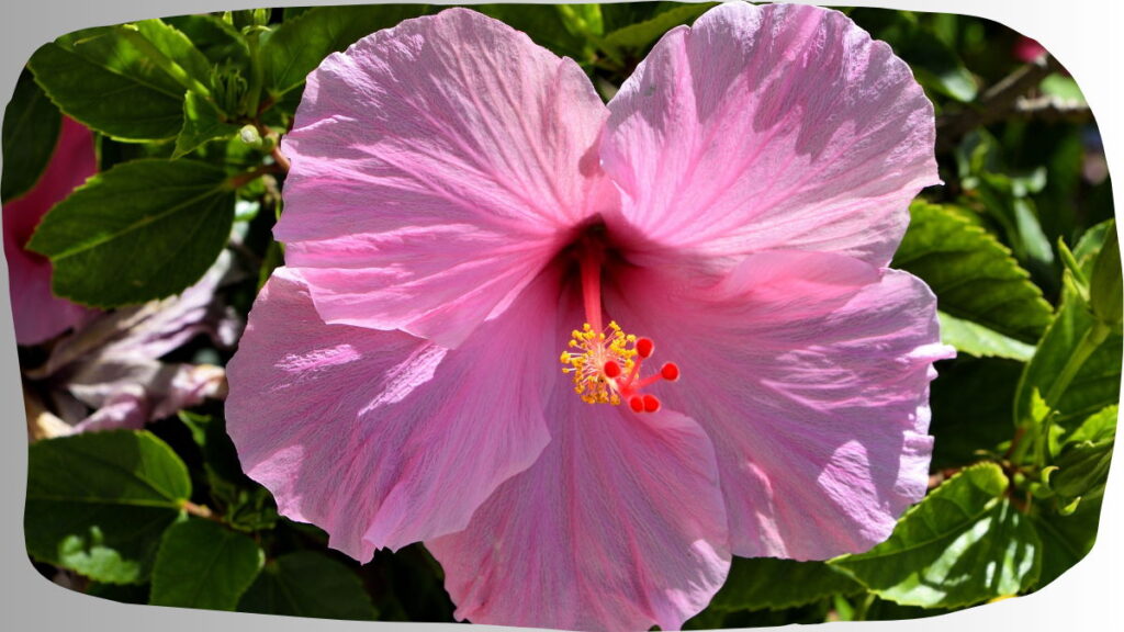 Summer Plants In India