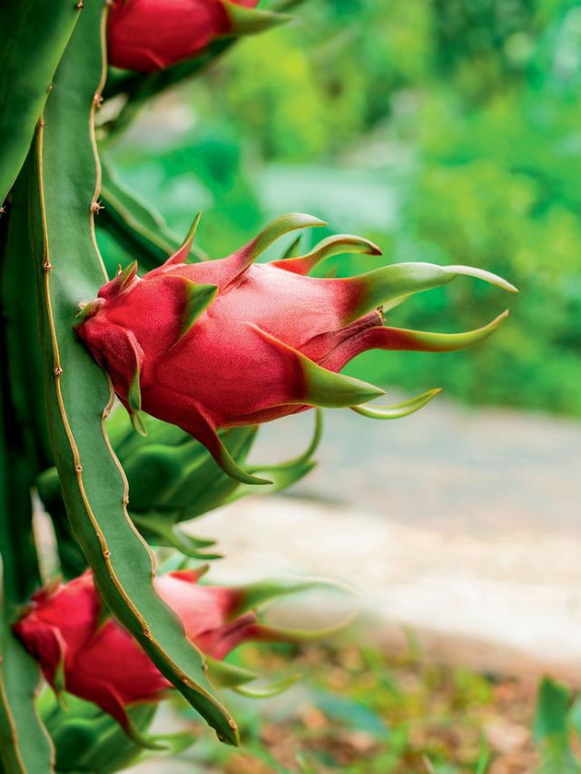 How To Grow Dragon Fruit In Pots