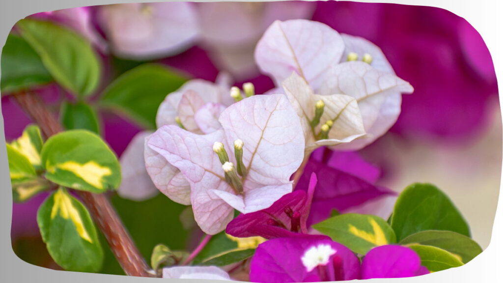 Summer Plants In India