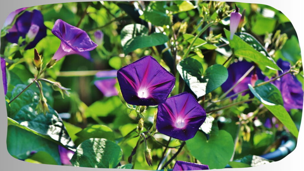 Summer Plants In India