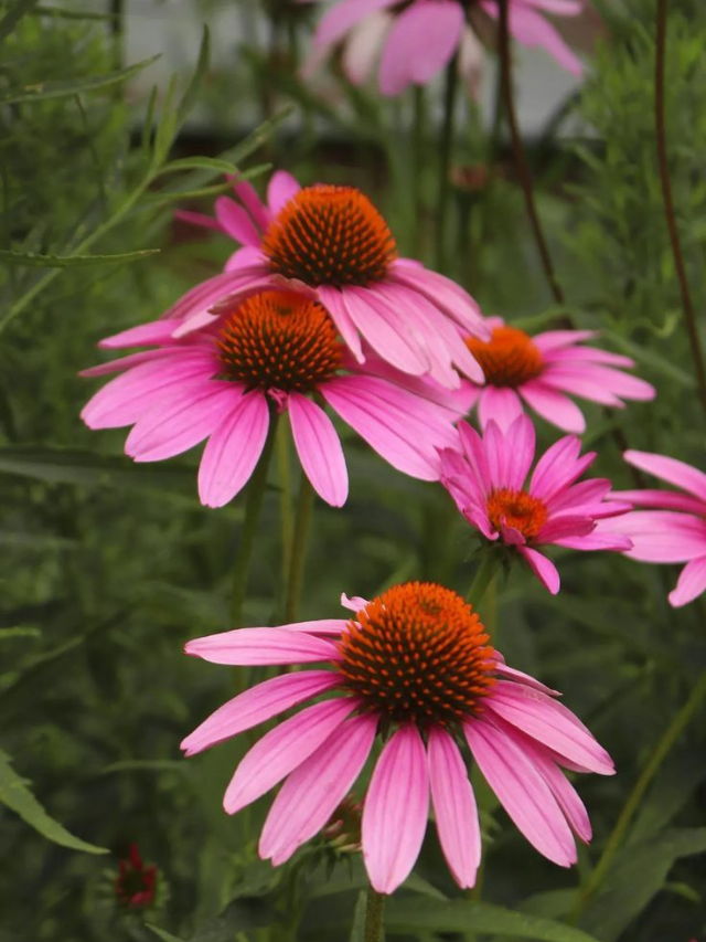 flowers that bloom in summer