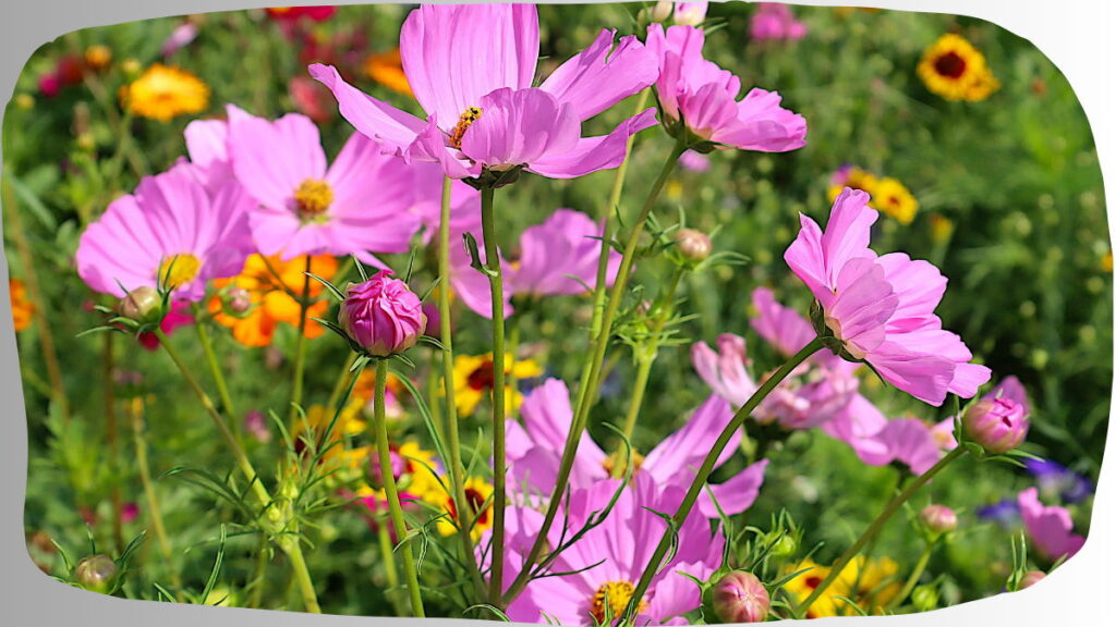 Summer Plants In India