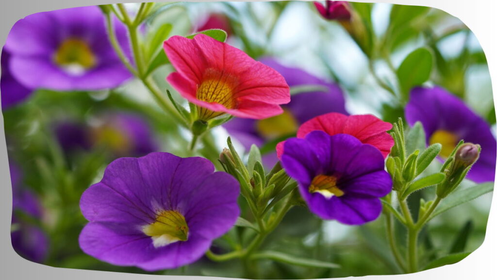 Summer Plants In India