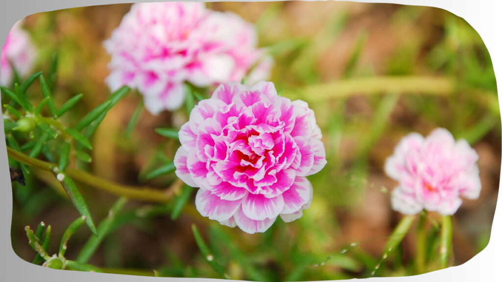 Summer Plants In India