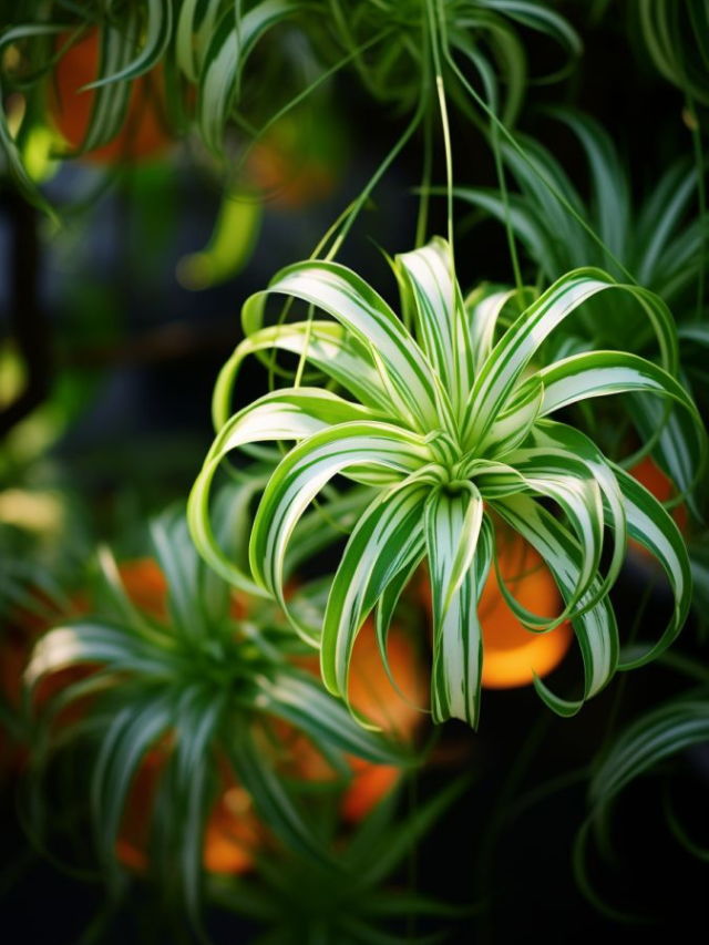 indoor hanging plants