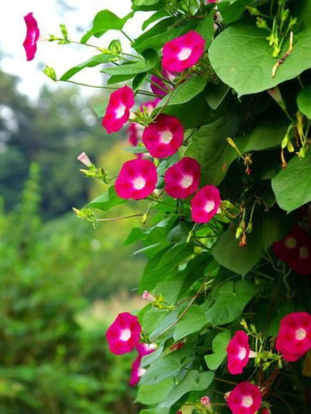 Summer Plants In India