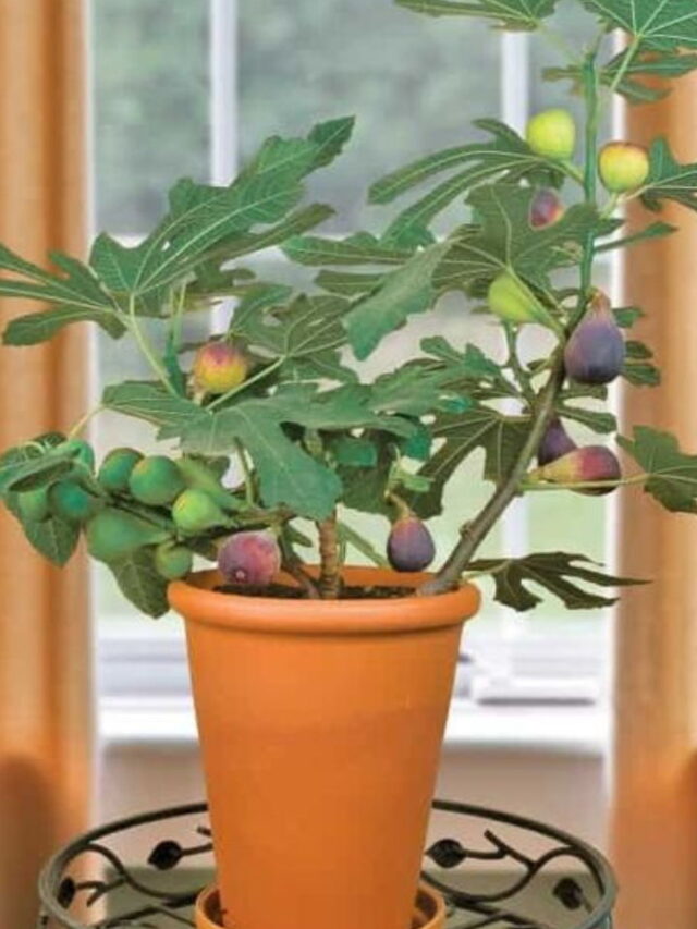 Growing Fig Trees In Containers