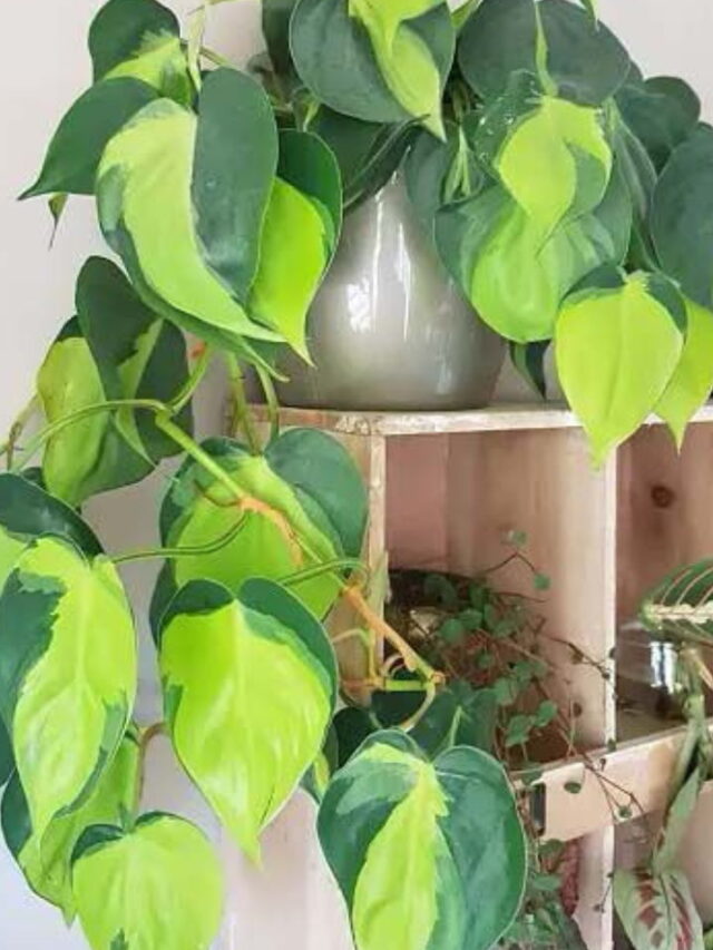 Trailing Houseplants for Low Light