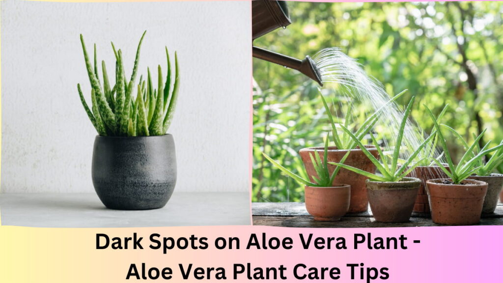 Dark Spots on Aloe Vera Plant