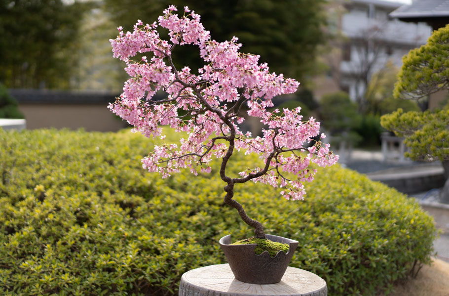 japanese flowering cherry tree bonsai