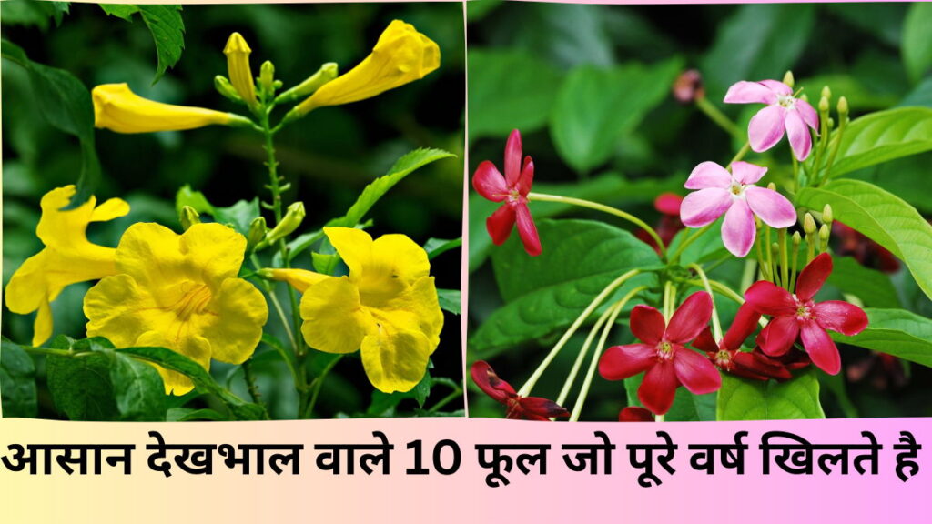 low maintenance all season flowering plants in india