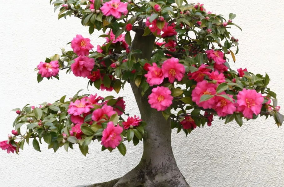 camellia bonsai